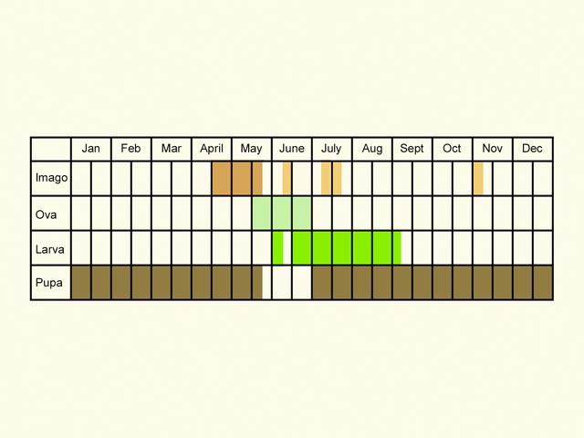  Life stages table Copyright Martin Evans 