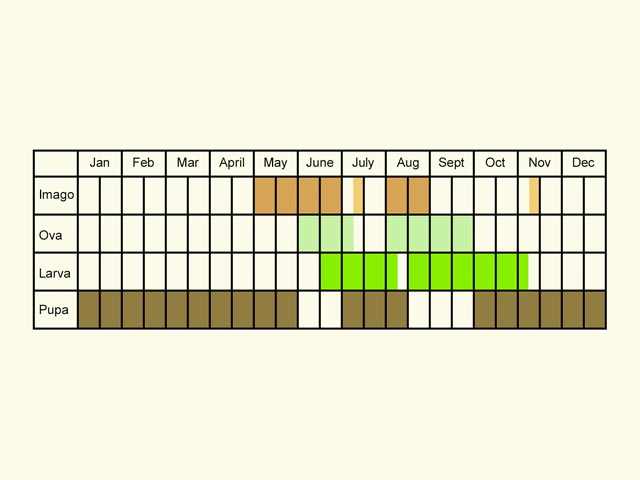  Life stages table Copyright Martin Evans 