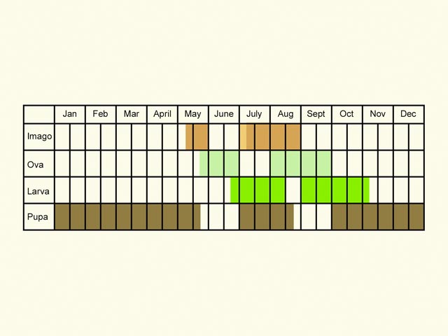  Life stages table Copyright Martin Evans 