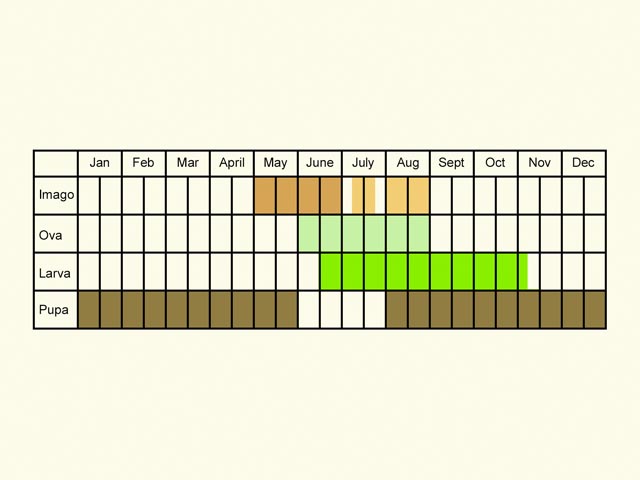  Life stages table Copyright Martin Evans 