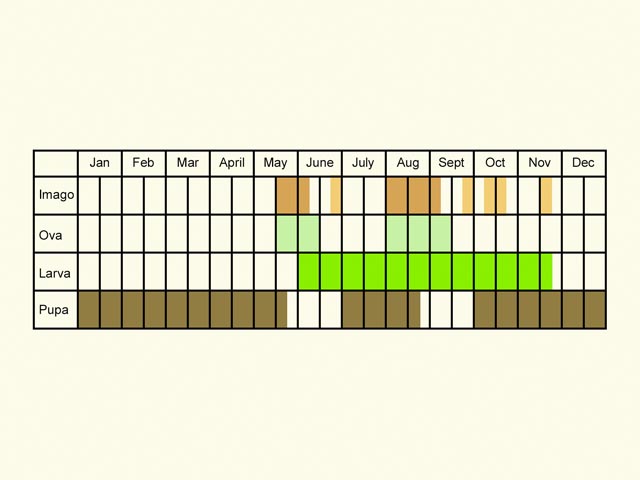  Life stages table Copyright Martin Evans 