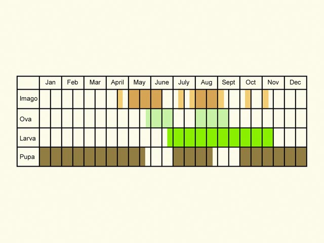  Life stages table Copyright Martin Evans 