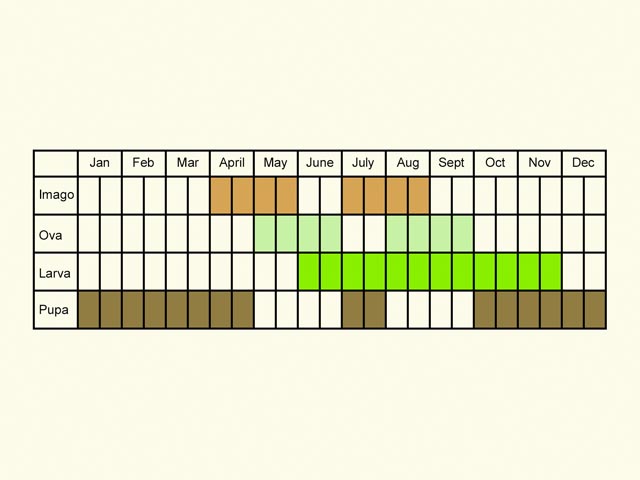  Life stages table Copyright Martin Evans 