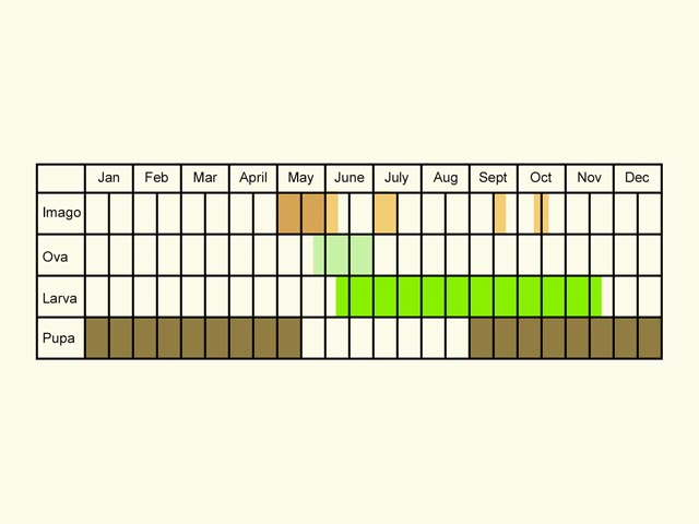  Life stages table Copyright Martin Evans 