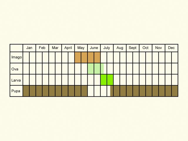  Life stages table Copyright Martin Evans 