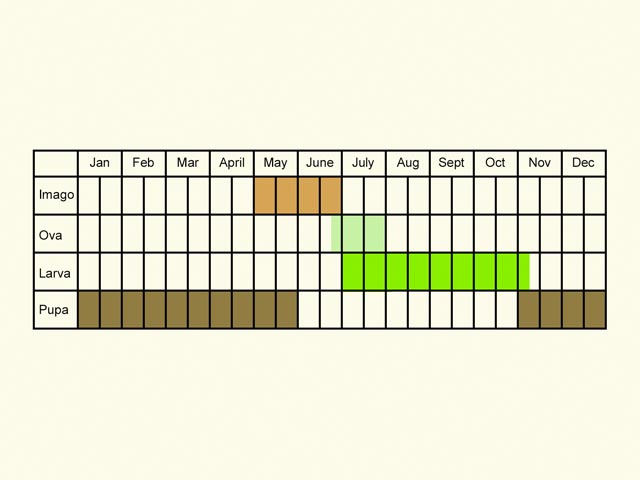  Life stages table Copyright Martin Evans 