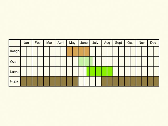  Life stages table Copyright Martin Evans 