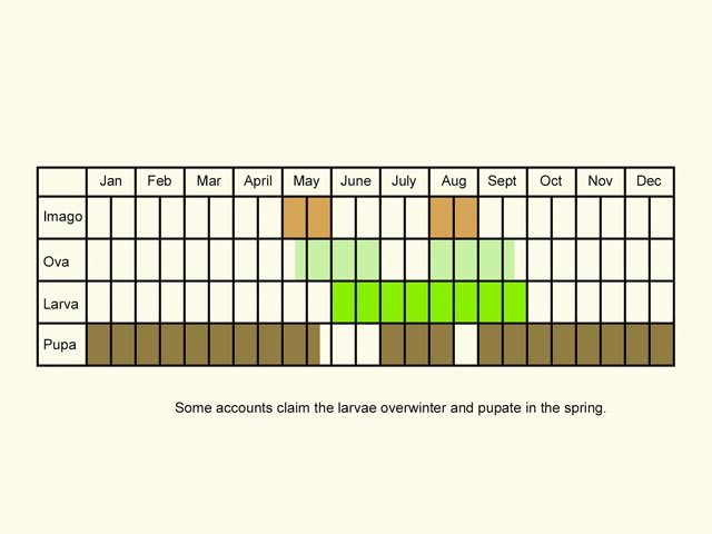  Life stages table Copyright Martin Evans 