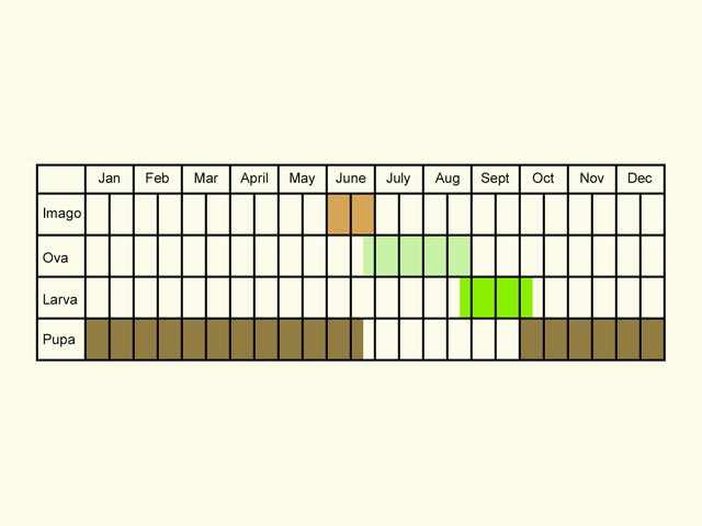  Life stages table Copyright Martin Evans 