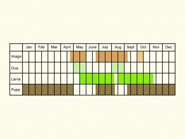  Life stages table Copyright Martin Evans 