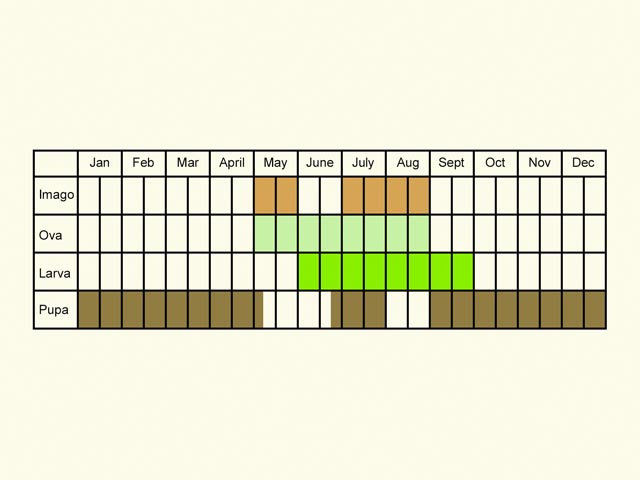 Life stages table Copyright Martin Evans 