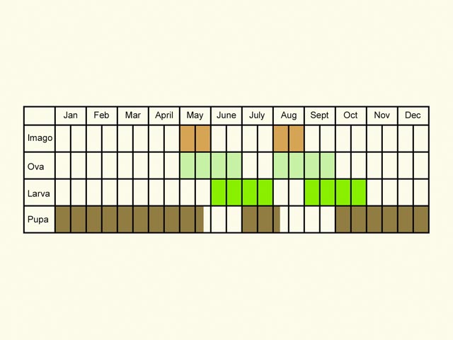  Life stages table Copyright Martin Evans 
