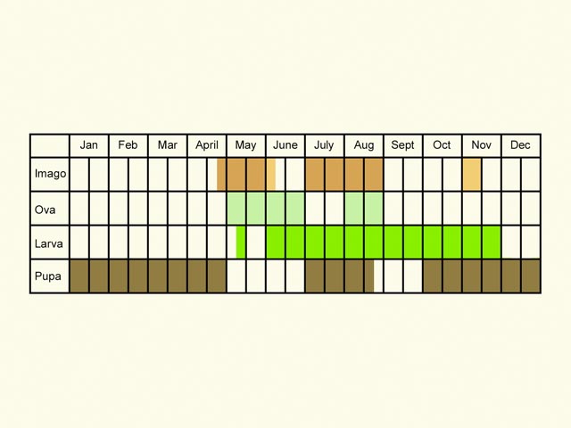  Life stages table Copyright Martin Evans 