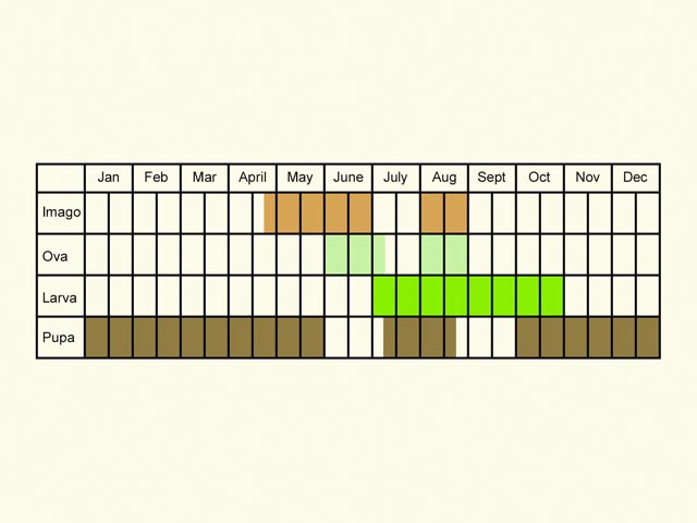  Life stages table Copyright Martin Evans 