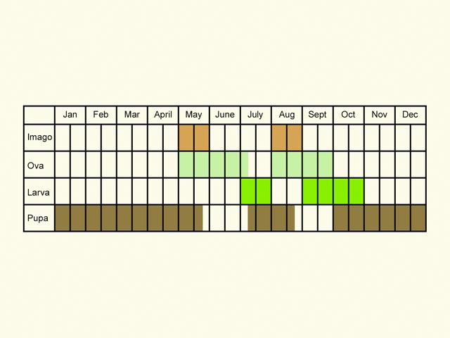  Life stages table Copyright Martin Evans 