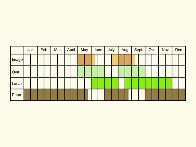  Life stages table Copyright Martin Evans 
