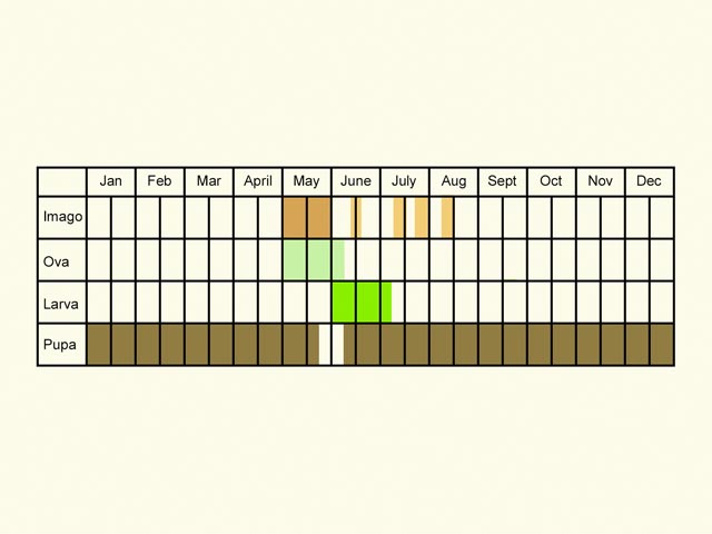  Life stages table Copyright Martin Evans 