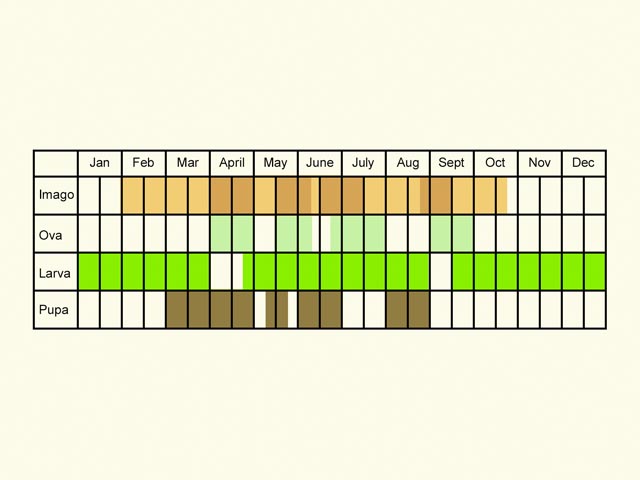  Life stages table Copyright Martin Evans 