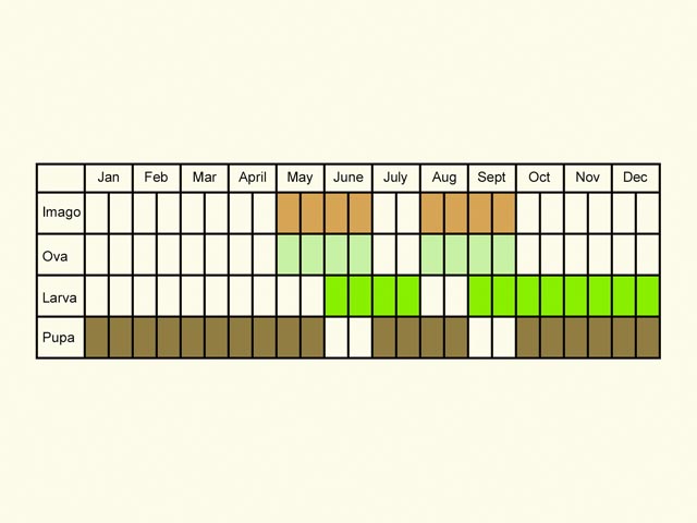  Life stages table Copyright Martin Evans 