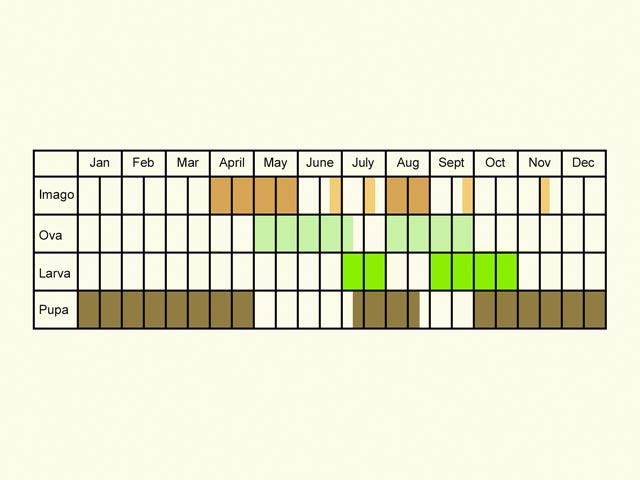  Life stages table Copyright Martin Evans 