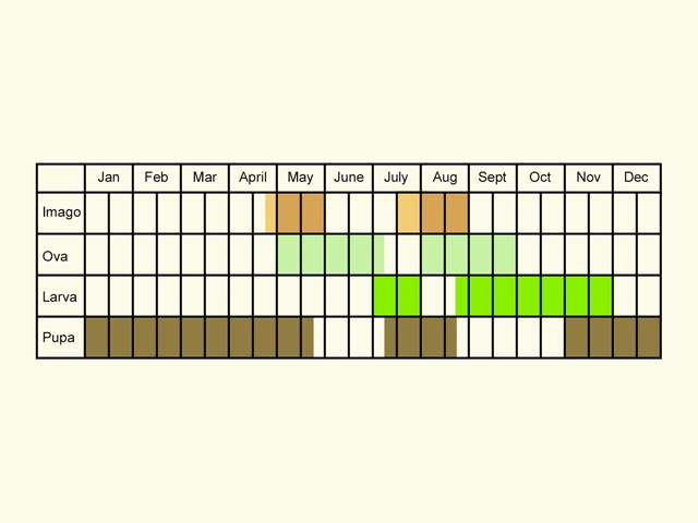  Life stages table Copyright Martin Evans 