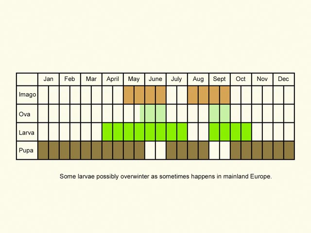  Life stages table Copyright Martin Evans 