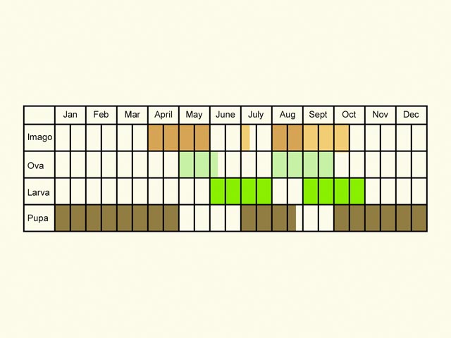  Life stages table Copyright Martin Evans 