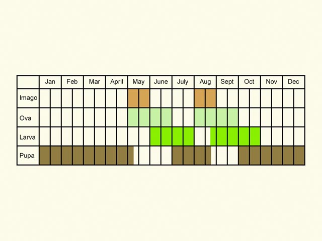  Life stages table Copyright Martin Evans 