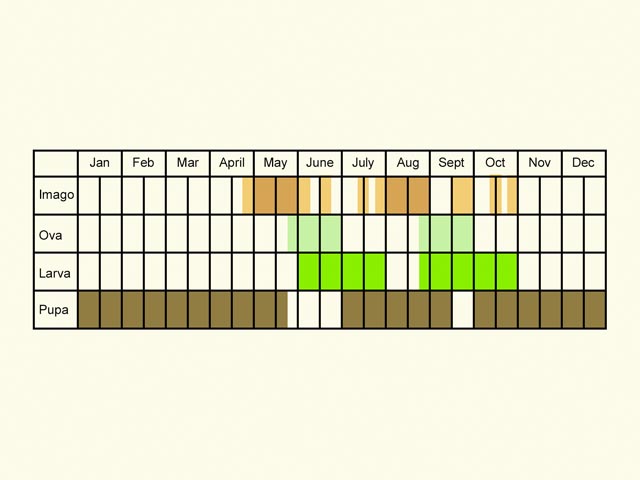  Life stages table Copyright Martin Evans 
