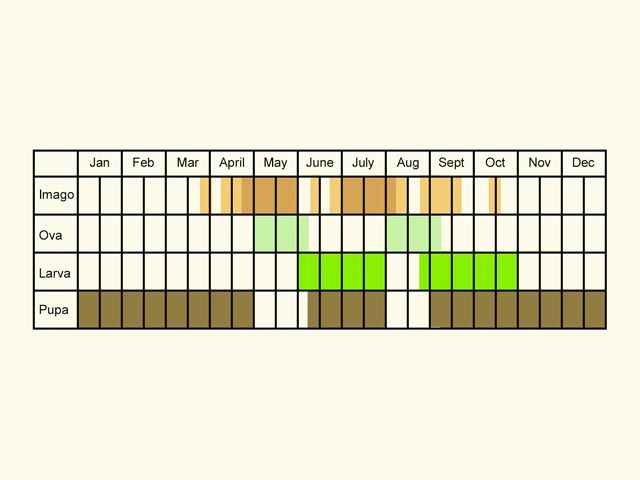  Life stages table Copyright Martin Evans 