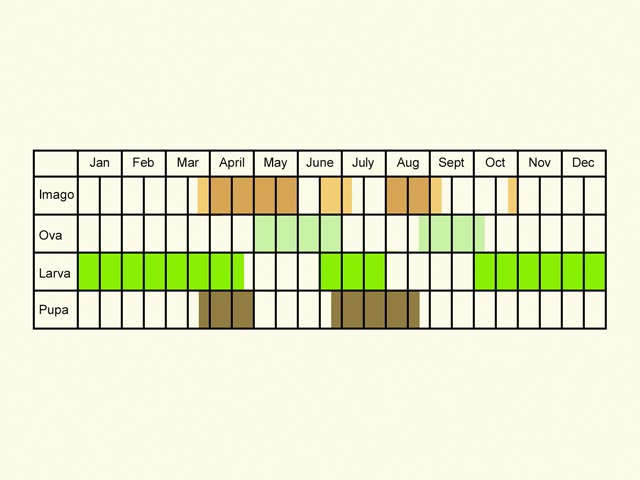  Life stages table Copyright Martin Evans 