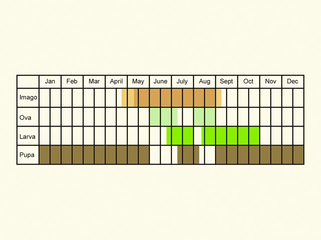  Life stages table Copyright Martin Evans 