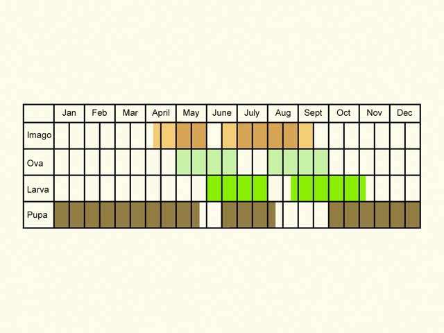  Life stages table Copyright Martin Evans 
