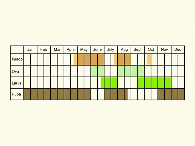  Life stages table Copyright Martin Evans 