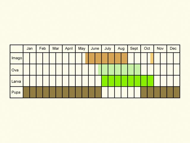  Life stages table Copyright Martin Evans 