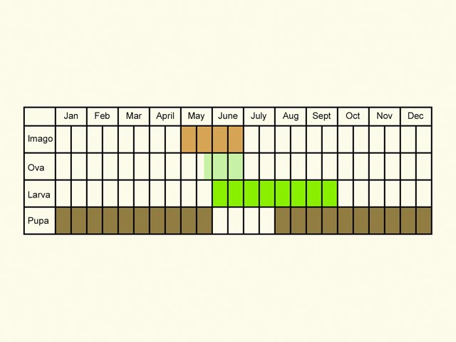  Life stages table Copyright Martin Evans 
