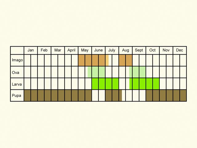  Life stages table Copyright Martin Evans 