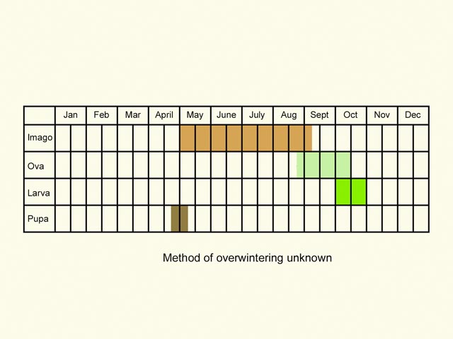  Life stages table Copyright Martin Evans 