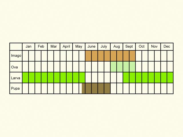  Life stages table Copyright Martin Evans 