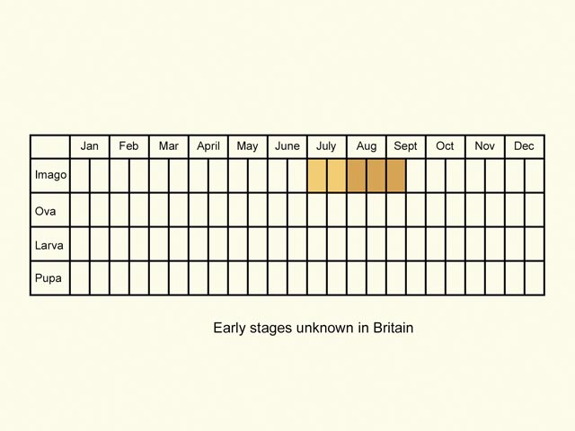  Life stages table Copyright Martin Evans 
