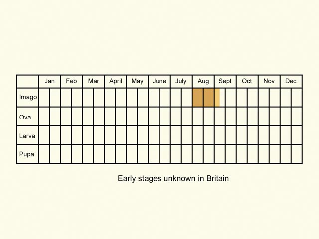  Life stages table Copyright Martin Evans 