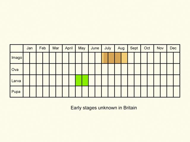  Life stages table Copyright Martin Evans 
