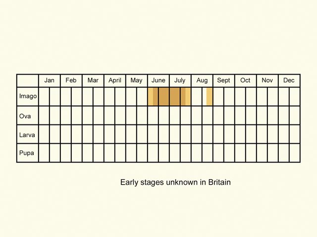  Life stages table Copyright Martin Evans 