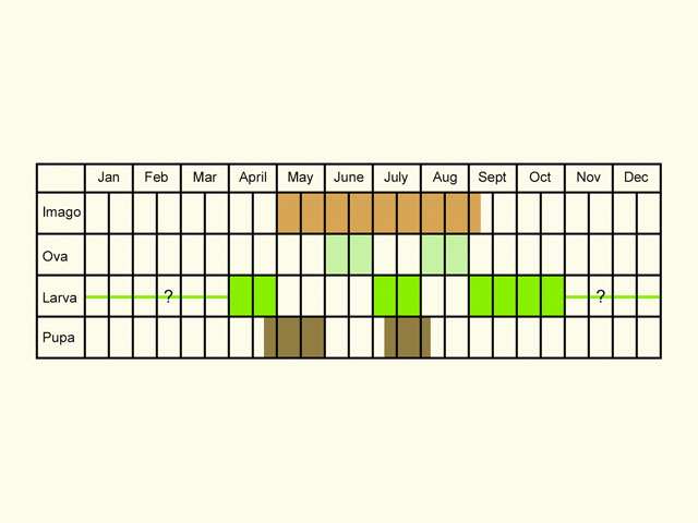  Life stages table Copyright Martin Evans 