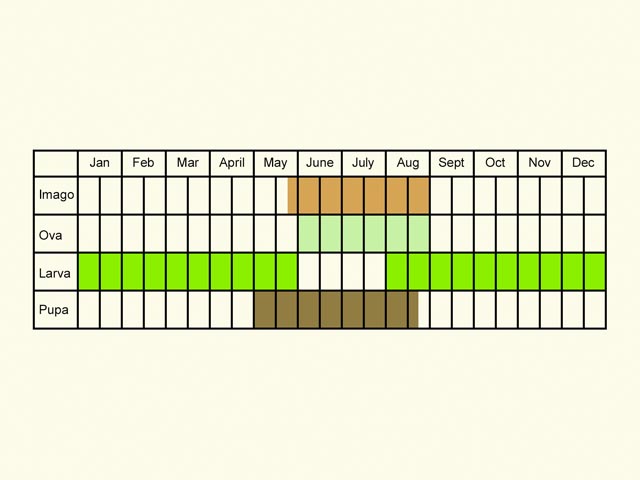  Life stages table Copyright Martin Evans 