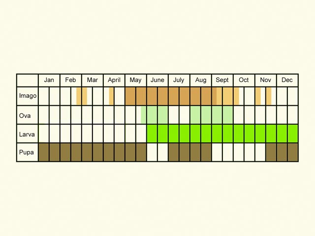  Life stages table Copyright Martin Evans 