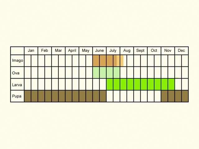  Life stages table Copyright Martin Evans 