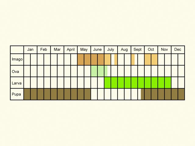  Life stages table Copyright Martin Evans 