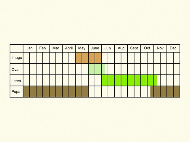  Life stages table Copyright Martin Evans 