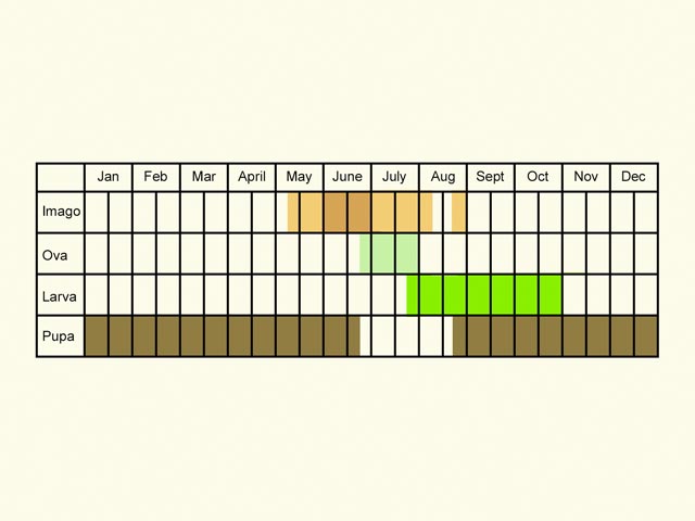 Life stages table Copyright Martin Evans 